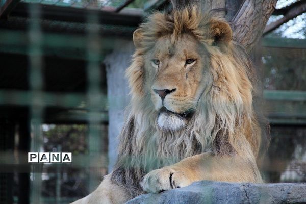 باغ وحش وکیل‌آباد مشهد