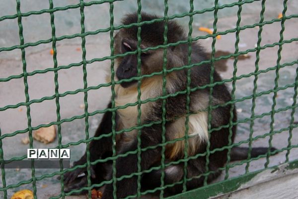 باغ وحش وکیل‌آباد مشهد