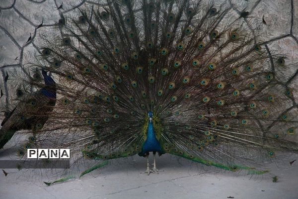 باغ وحش وکیل‌آباد مشهد