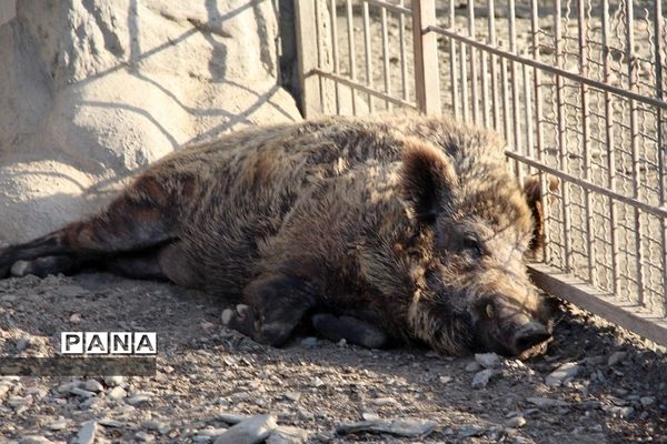 باغ وحش وکیل‌آباد مشهد