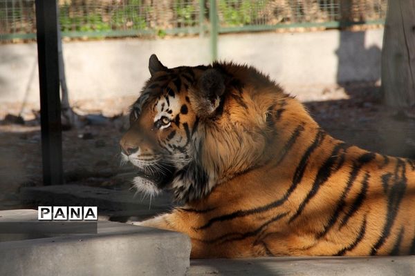 باغ وحش وکیل‌آباد مشهد