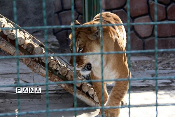 باغ وحش وکیل‌آباد مشهد