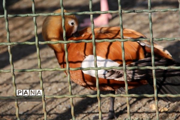 باغ وحش وکیل‌آباد مشهد