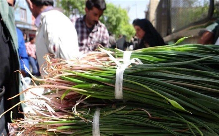 سودجویان با برداشت بی‌رویه گیاهان دارویی ریشه آنها را از بین می‌برند