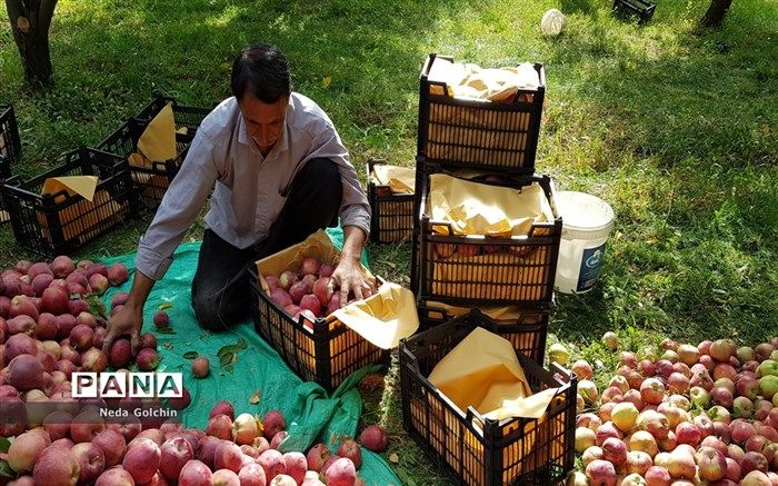 صادرات سیب و پرتقال ممنوع شد