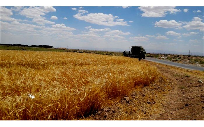 ۶ میلیون هکتار اراضی کشور زیر کشت گندم رفت
