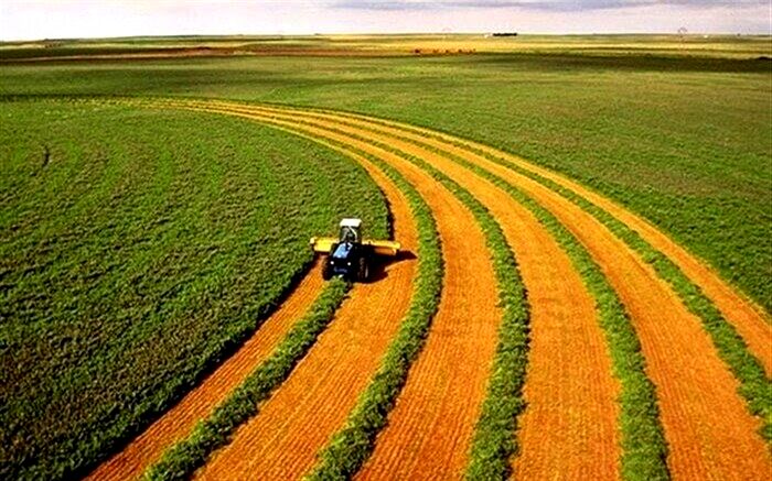 رتبه نخست ایلام در اجرای طرح جهش تولید دیمزارهای کشاورزی