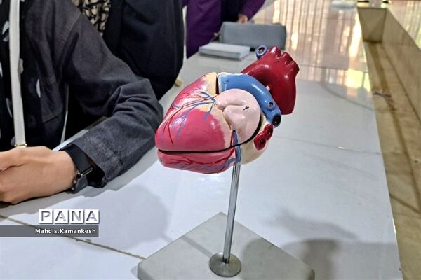 کارگاه تشریح قلب در پژوهشسرای دخترانه خوارزمی پاکدشت