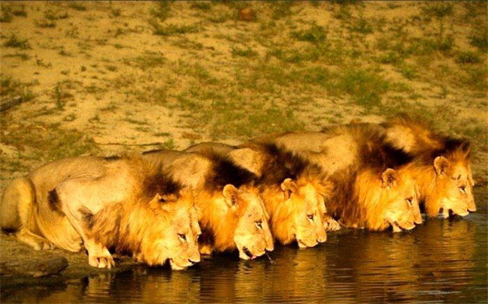 مستند «برادران تنی» در «فیلم‌نت» دوبله شد