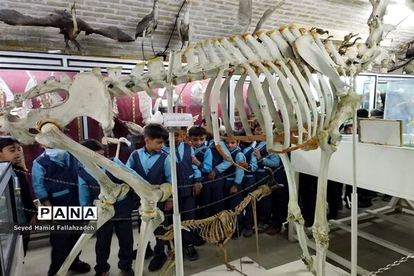 بازدید دانش‌آموزان دبستان قاسم(ع) ناحیه یک از موزه علوم طبیعی یزد