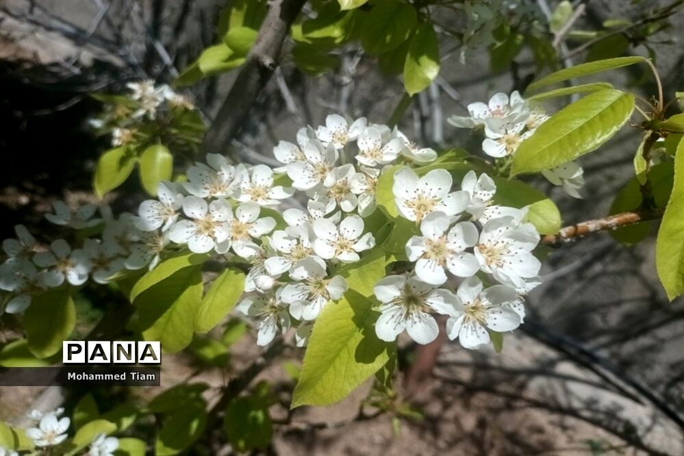 شکوفه‌های بهاری در چشمه‌ها