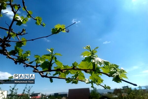 شکوفه‌های بهاری در چشمه‌ها