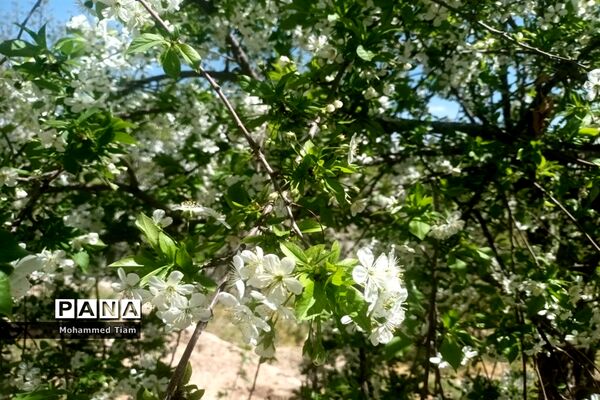 شکوفه‌های بهاری در چشمه‌ها