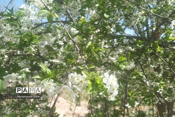 شکوفه‌های بهاری در چشمه‌ها