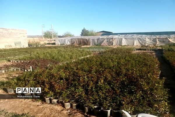 شکوفه‌های بهاری در چشمه‌ها