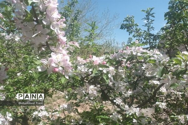 شکوفه‌های بهاری در چشمه‌ها