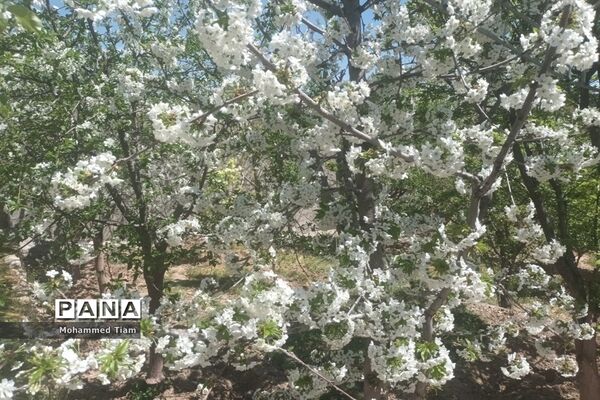 شکوفه‌های بهاری در چشمه‌ها