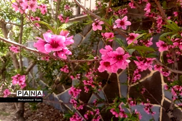 شکوفه‌های بهاری در چشمه‌ها