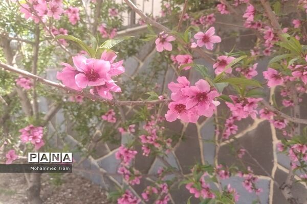 شکوفه‌های بهاری در چشمه‌ها