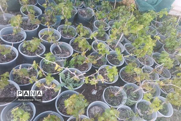 شکوفه‌های بهاری در چشمه‌ها