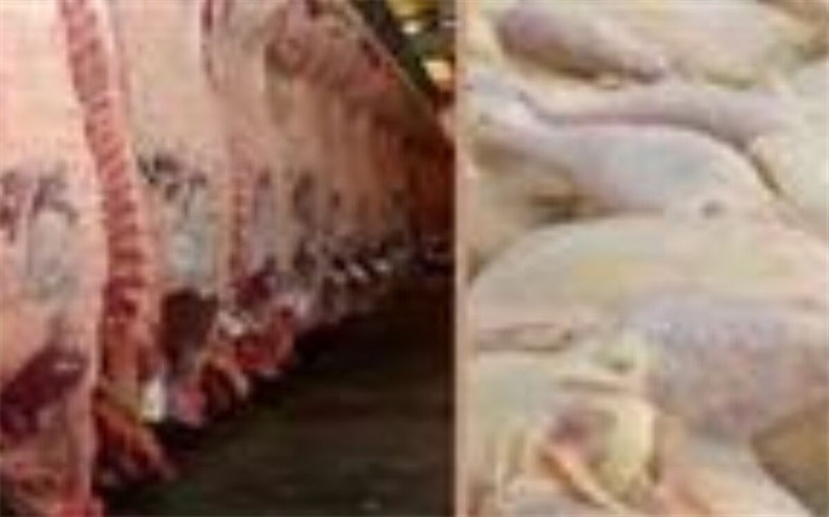 اعزام نمایندگان ویژه نظارت بر نحوه مدیریت توزیع گوشت و مرغ به سراسر کشور