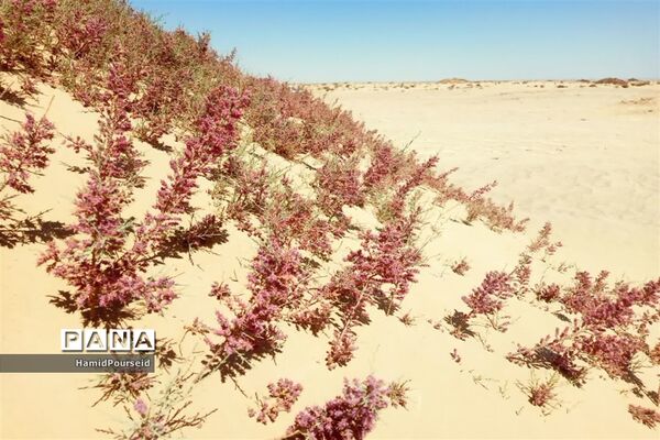زیبایی‌های کویر و بیابان ابرکوه