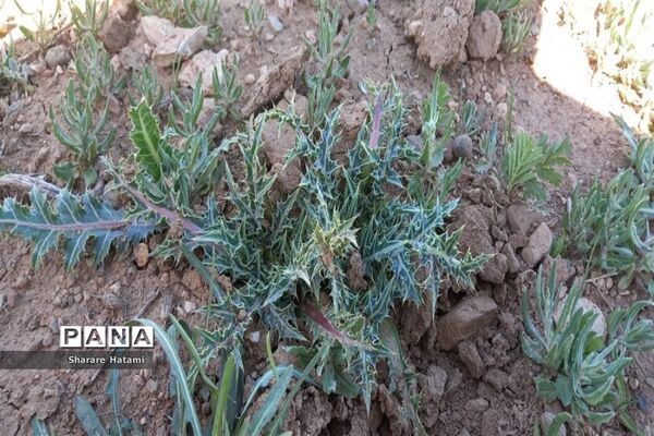 طبیعت زیبای روستای بارده، کرسنک