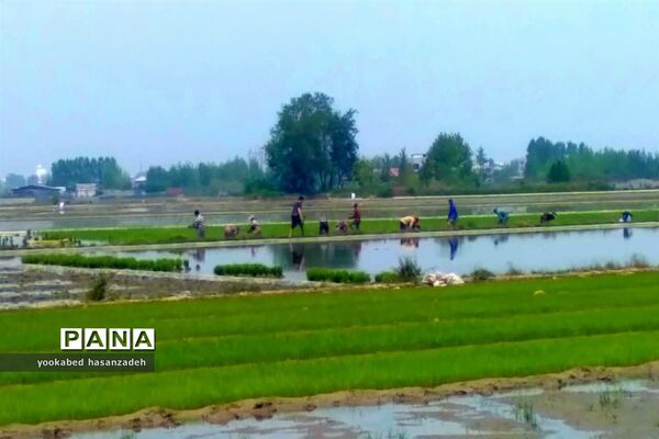 شروع کار نشاکاران مازندرانی در محمودآباد