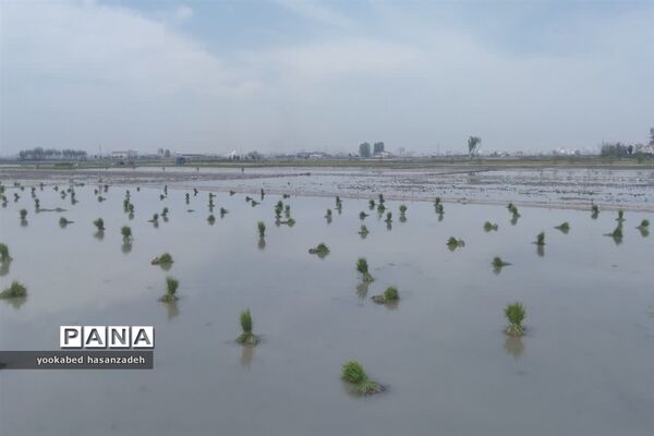 شروع کار نشاکاران مازندرانی در محمودآباد