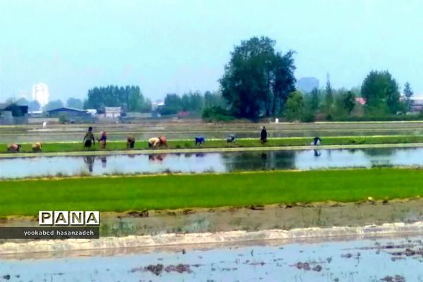 شروع کار نشاکاران مازندرانی در محمودآباد