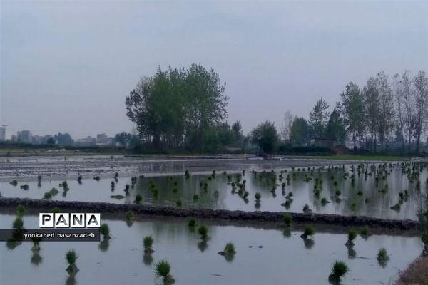 شروع کار نشاکاران مازندرانی در محمودآباد