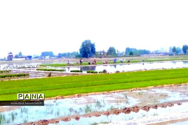 شروع کار نشاکاران مازندرانی در محمودآباد