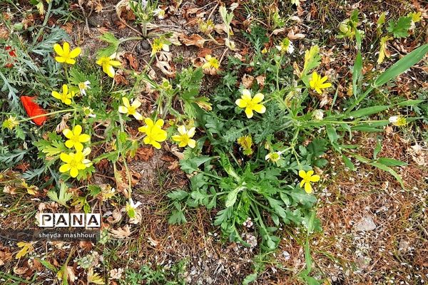 طبیعت زیبا و بکر سرخه حصار تهران