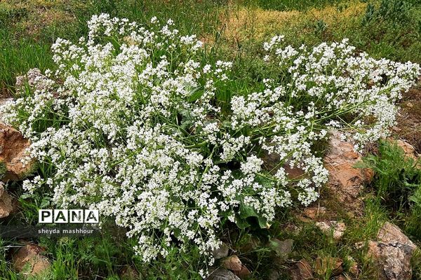 طبیعت زیبا و بکر سرخه حصار تهران