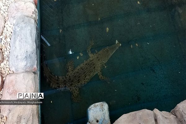 تاسیس پارک کروکودیل با بیش از ۸۰ کروکودیل متفاوت