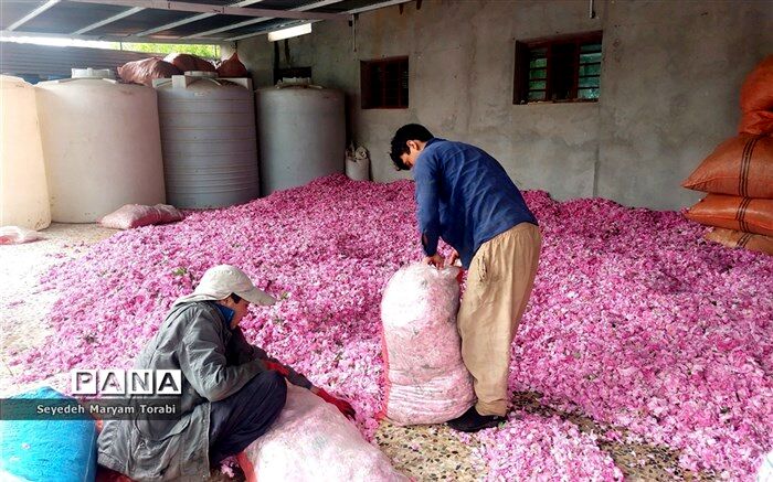 ۵۰ درصد تولیدات گل محمدی در میمند، خام فروشی است