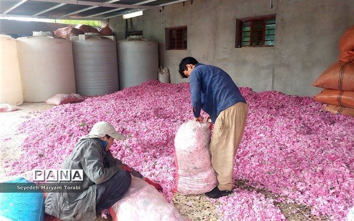 ۵۰ درصد تولیدات گل محمدی در میمند، خام فروشی است
