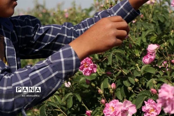 برداشت گل محمدی از مزارع جعفرآباد قم
