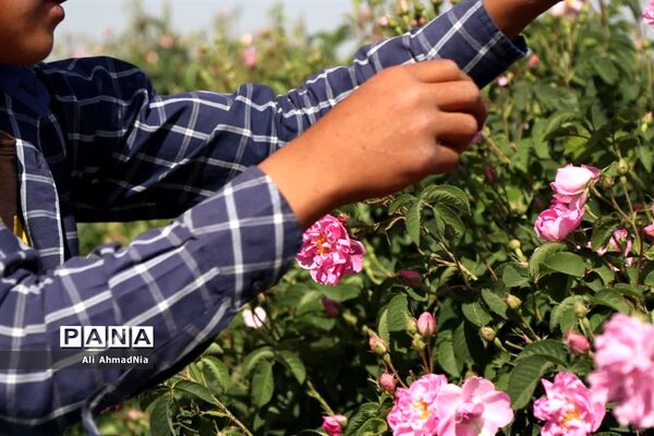 برداشت گل محمدی از مزارع جعفرآباد قم