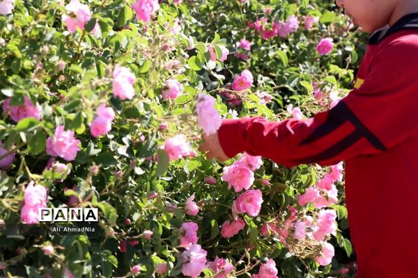 برداشت گل محمدی از مزارع جعفرآباد قم