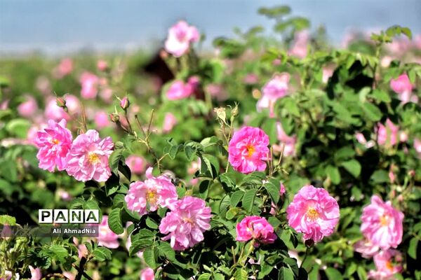 برداشت گل محمدی از مزارع جعفرآباد قم