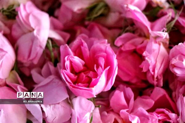 برداشت گل محمدی از مزارع جعفرآباد قم