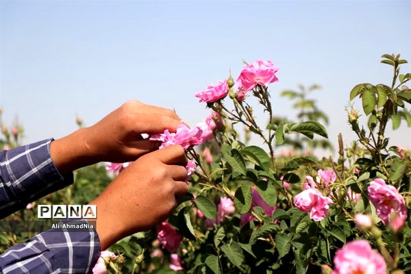 برداشت گل محمدی از مزارع جعفرآباد قم