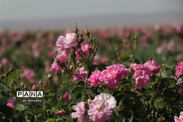 برداشت گل محمدی از مزارع جعفرآباد قم