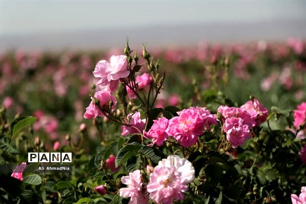 برداشت گل محمدی از مزارع جعفرآباد قم