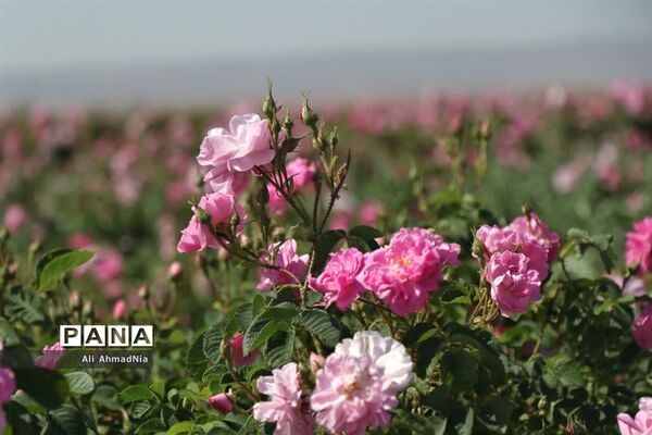برداشت گل محمدی از مزارع جعفرآباد قم
