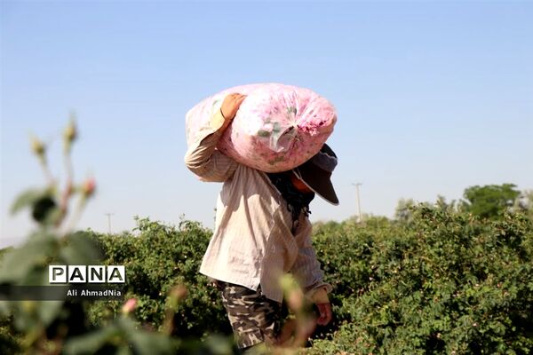 برداشت گل محمدی از مزارع جعفرآباد قم
