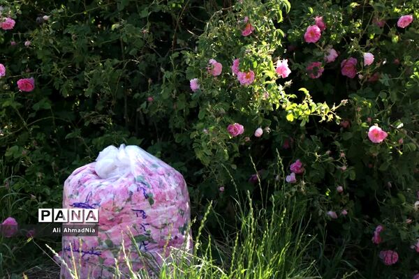 برداشت گل محمدی از مزارع جعفرآباد قم