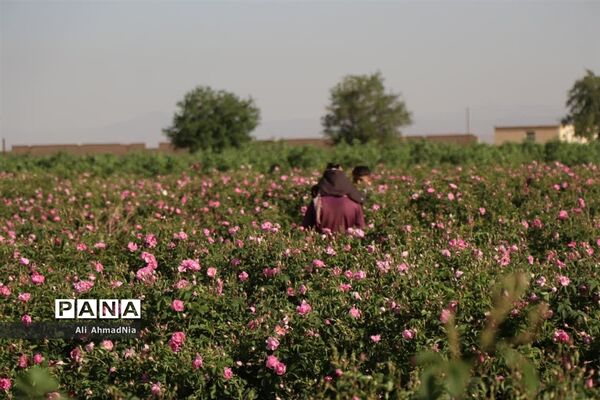 برداشت گل محمدی از مزارع جعفرآباد قم