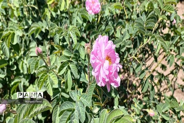 برداشت گل محمدی از مزارع شهرستان جعفرآباد قم